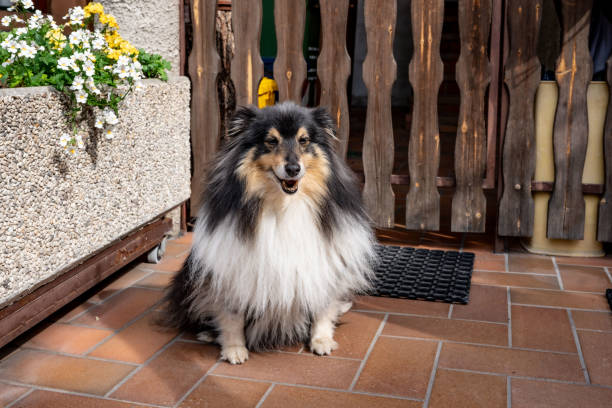 Dog in front of a House waiting