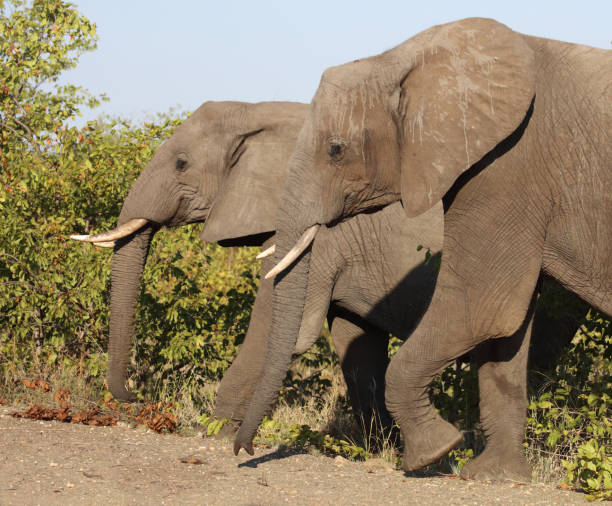 istock Afrikanischer Elefant / African elephant / Loxodonta africana 2198734087