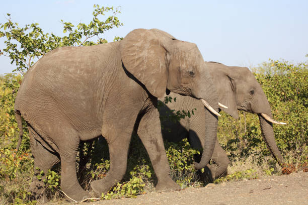 istock Afrikanischer Elefant / African elephant / Loxodonta africana 2198734116