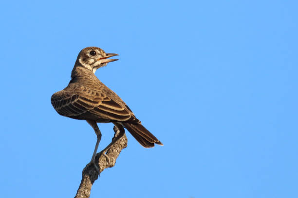 istock Drossellerche / Dusky lark / Pinarocorys nigricans 2198734399