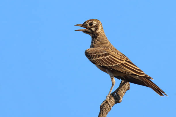 istock Drossellerche / Dusky lark / Pinarocorys nigricans 2198734403