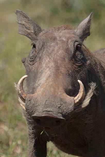istock Warzenschwein / Warthog / Phacochoerus africanus 2198735837