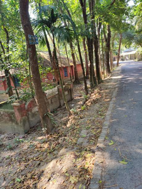 istock The road leads through beautiful trees in the village. 2198736154