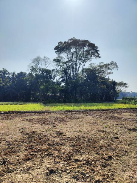 istock agricultural field with trees in the background and blue sky. 2198736519