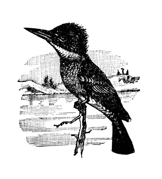 Belted Kingfisher, Ceryle alcyon Antique illustration (1898): Belted Kingfisher, Ceryle alcyon pics of belted kingfisher stock illustrations