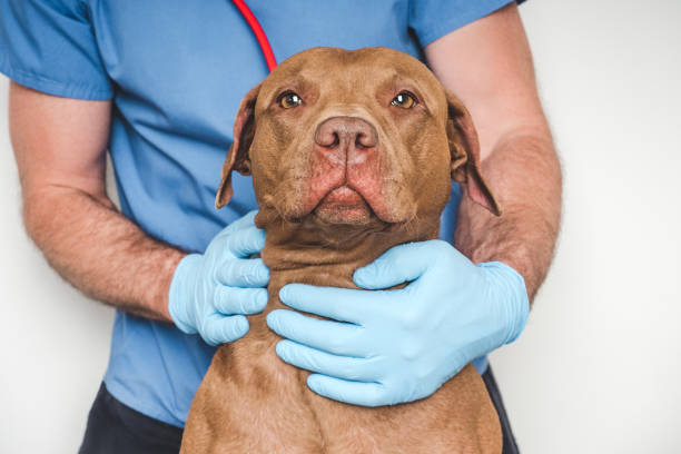 istock Cute dog and veterinarian. Close-up, studio photo 2198737112