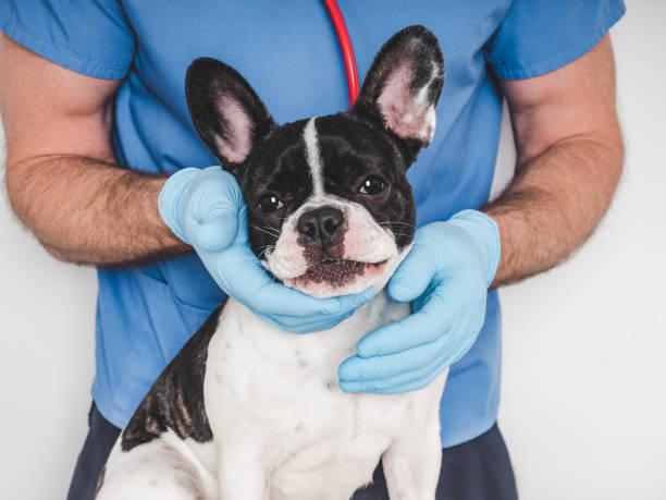 istock Cute dog and veterinarian. Close-up, studio photo 2198737138