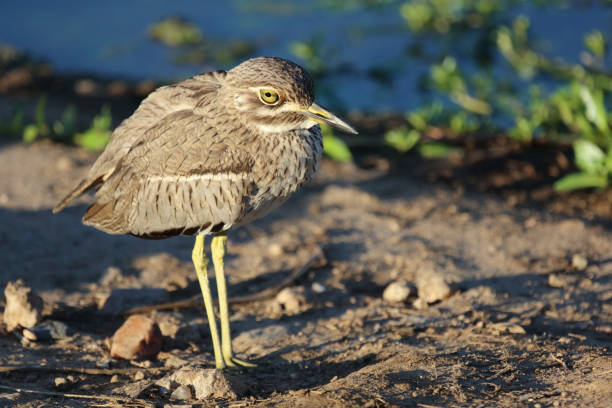 Wassertriel / Water thick-knee / Burhinus vermiculatus