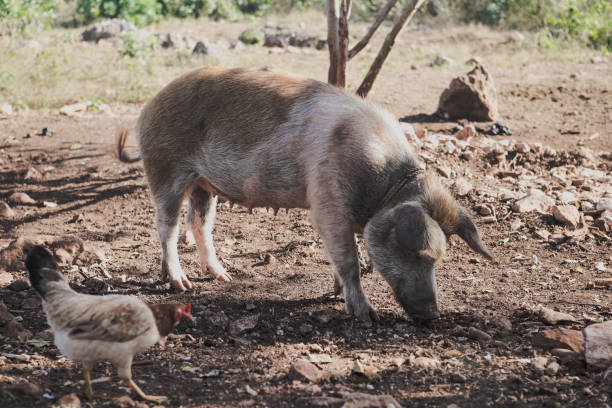 istock A pig foraging in the dirt while a chicken walks nearby in rural Cuba during daylight 2198740547