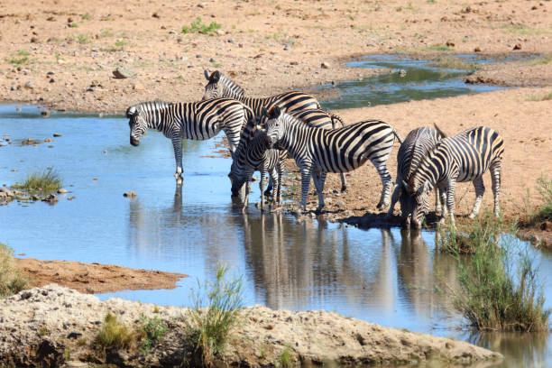 istock Steppenzebra / Burchell's zebra / Equus quagga burchellii 2198741519