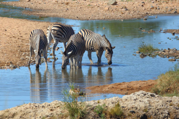 istock Steppenzebra / Burchell's zebra / Equus quagga burchellii 2198741522