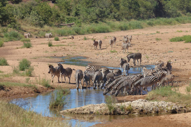 istock Steppe zebra in the Tsendze River/ Burchell's zebra in Tsendze River / Equus quagga burchellii 2198741720