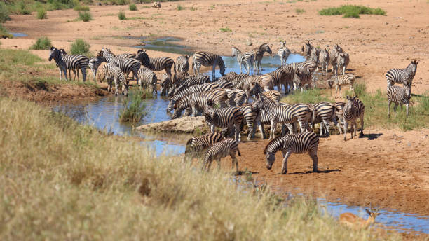 istock Steppenzebra im Tsendze River/ Burchell's zebra in Tsendze River / Equus quagga burchellii 2198741747