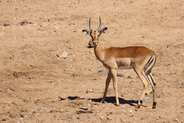 istock Schwarzfersenantilope / Impala / Aepyceros melampus 2198741777