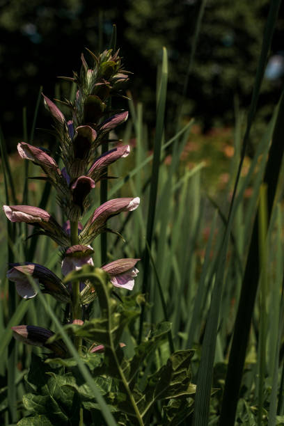 close-up of meadow flower. flower growing in field, close-up of a meadow flower. The flower grows in a field. The buds have not yet opened, the petals are pink.