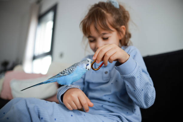 istock Young Girl Playing With Pet Budgerigar 2198742128
