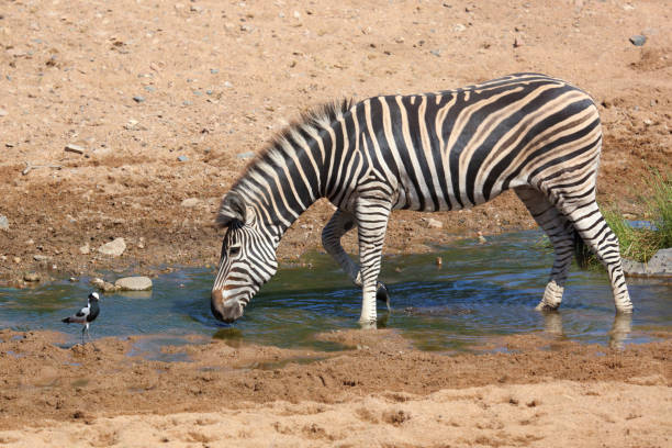 Steppenzebra / Burchell's zebra / Equus quagga burchellii