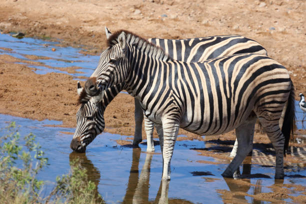 istock Steppenzebra / Burchell's zebra / Equus quagga burchellii 2198742489