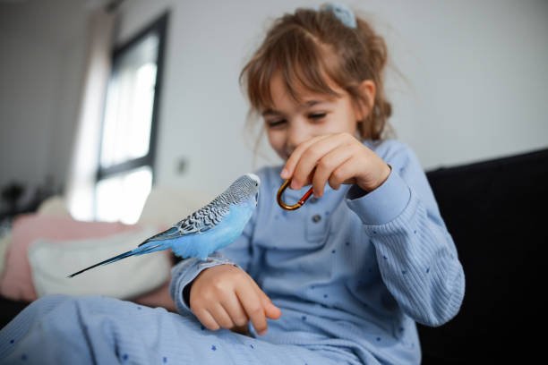istock Young Girl Playing With Pet Budgerigar 2198742765