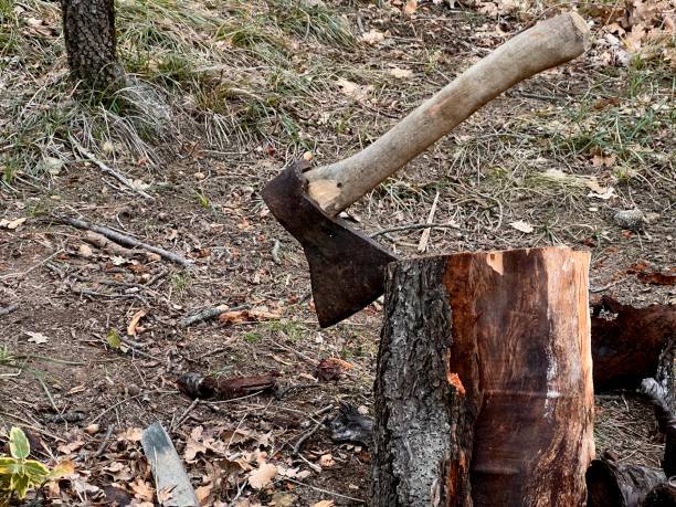 istock Axe embedded in a tree stump in the forest outdoors 2198743096