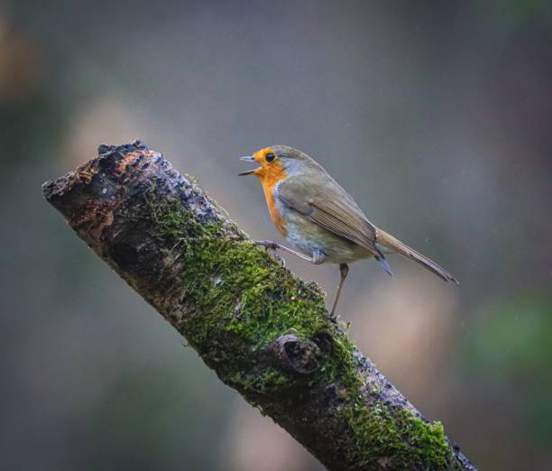 istock European Robin Singing on Mossy Branch 2198745028