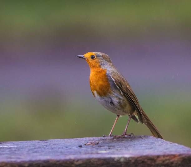 istock European robin perched on wood with blurred green background. 2198745030