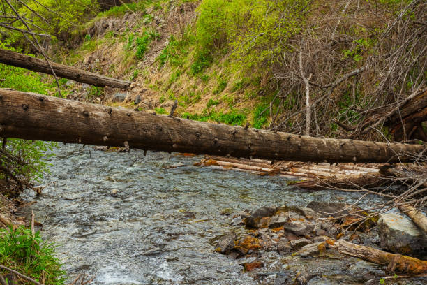 istock old tree fallen into the river. trunk of old spruce rotting in water 2198745190