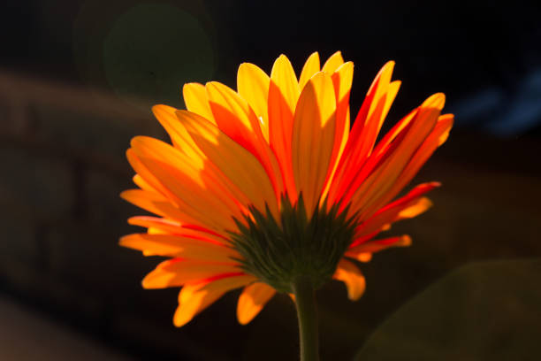 Close up gerbera flower in park