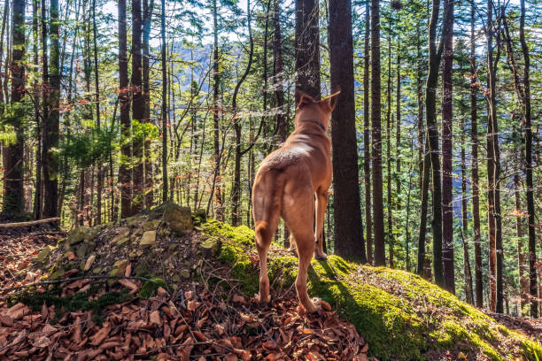 istock Landscapes - Forest - Europe, Romania, Suceava region 2198746113