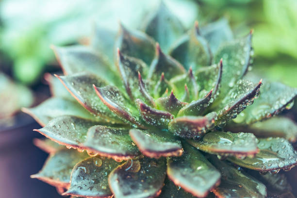 istock Group of beautifully colored succulent plants 2198747427