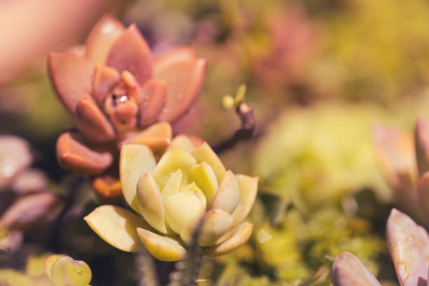 A group of beautifully colored succulent plants is seen, with a vintage-like image finish