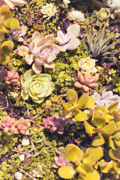 istock Group of beautifully colored succulent plants 2198747644