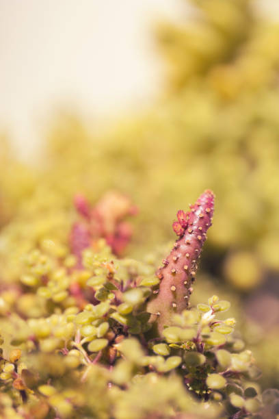 A group of beautifully colored succulent plants is seen, with a vintage-like image finish