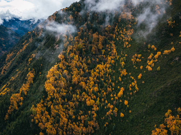 istock Aerial view of pine tree forest mountain landscape 2198747998