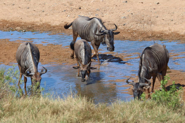 istock Streifengnu / Blue wildebeest / Connochaetes taurinus 2198748298