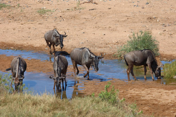 istock Streifengnu / Blue wildebeest / Connochaetes taurinus 2198748302