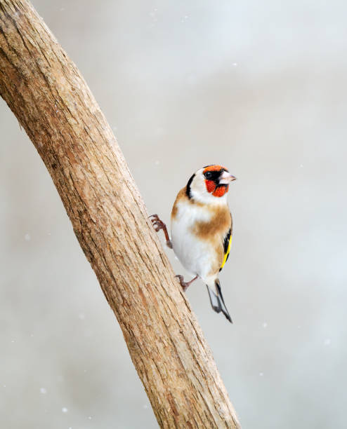 Very beautiful little European Goldfinch bird