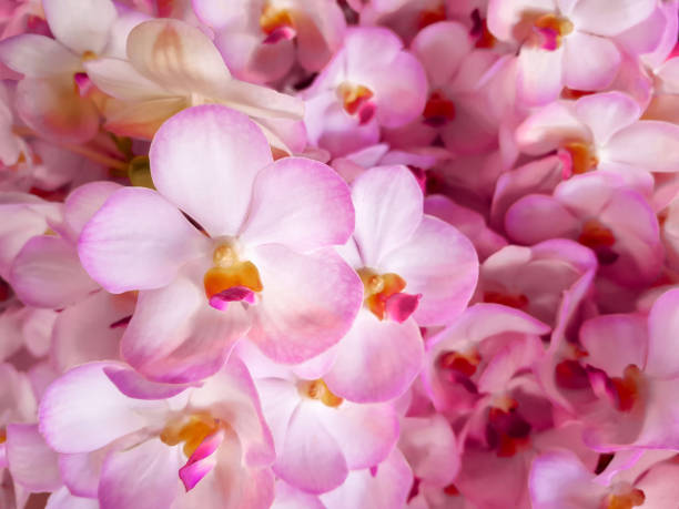 Orchid in macro