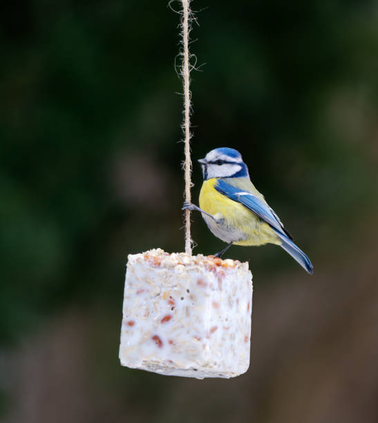 istock Bluetit on a home made tit dumpling, Oslo Norway 2198751015