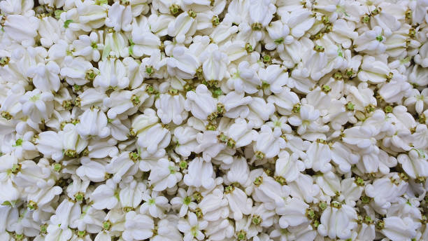 istock Close up crown flower, Top view white backgroud concept. 2198751673
