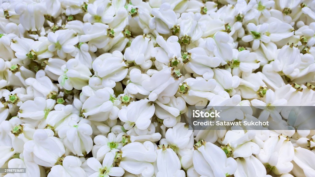 Primo piano concetto di sfondo di fiori a corona bianca. - Foto stock royalty-free di Albero Primo piano concetto di sfondo di fiori a corona bianca. - Foto stock royalty-free di Albero