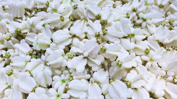 istock Close up white crown flower backgroud concept. 2198751681