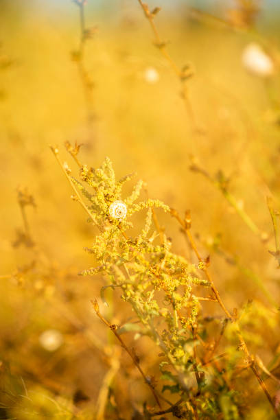 white small snail on grass in field. snail in summer on meadow. dry grass creates yellow background