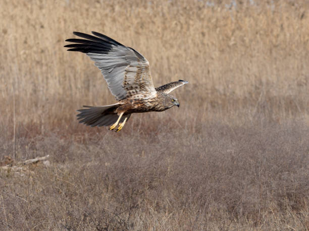 istock Marsh harrier, Circus aeruginosus 2198753072