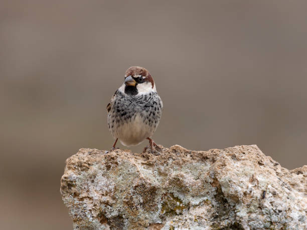 istock Spanish sparrow, Passer hispaniolensis 2198753137