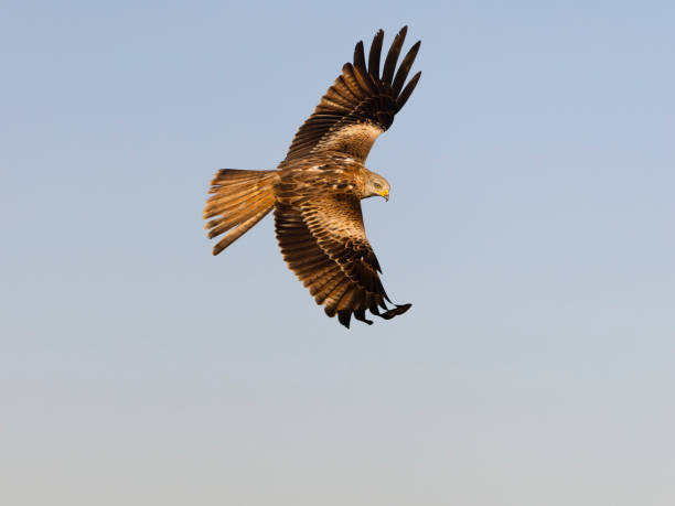 istock Red kite, Milvus milvus 2198753141