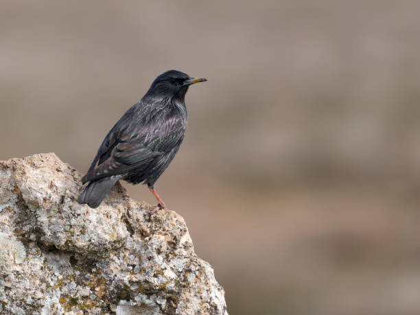 istock Spotless starling, Sturnus unicolor 2198753177