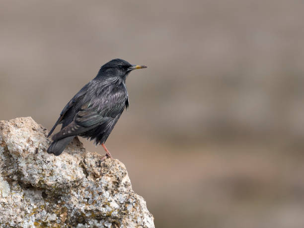 istock Spotless starling, Sturnus unicolor 2198753188