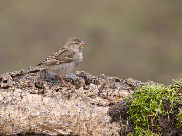 istock Spanish sparrow, Passer hispaniolensis 2198753239