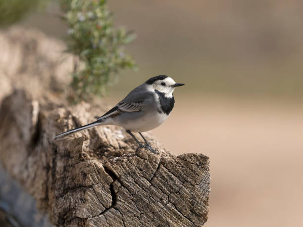 istock White wagtail, Motacilla alba 2198753255
